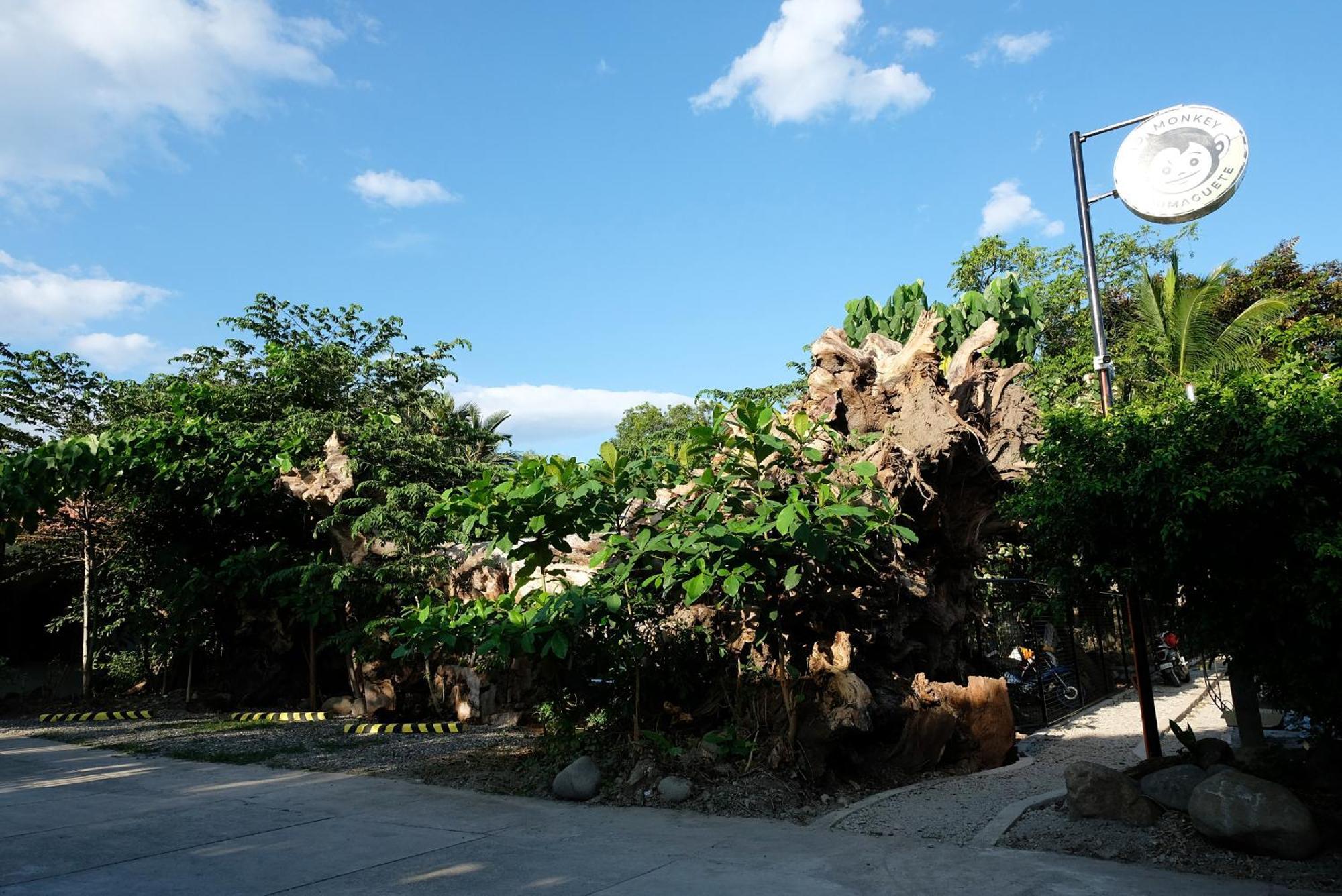 Mad Monkey Dumaguete Vandrarhem Dumaguete City Exteriör bild